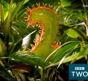 Predator (Venus Fly Trap)
