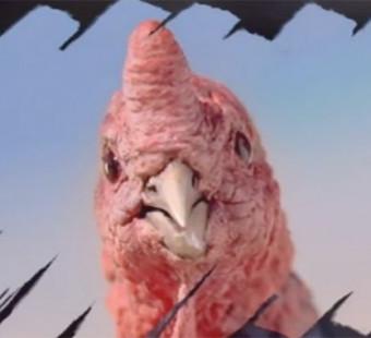 Turkey