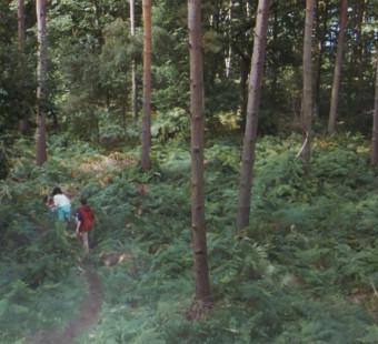 The Forest Is Your Playground