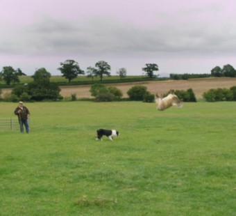 World Sheepdog Trials Promo