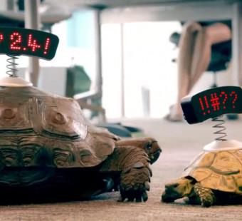 Tortoises