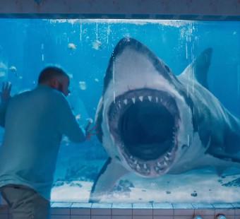 Shark